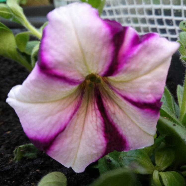 plant image 378425