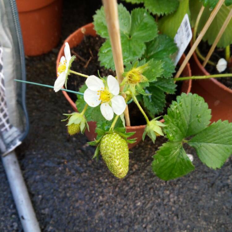 Plant image Fragaria x ananassa 'Symphony'