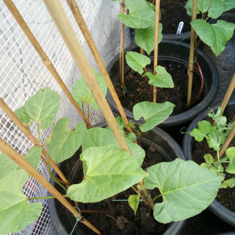 plant image 393405