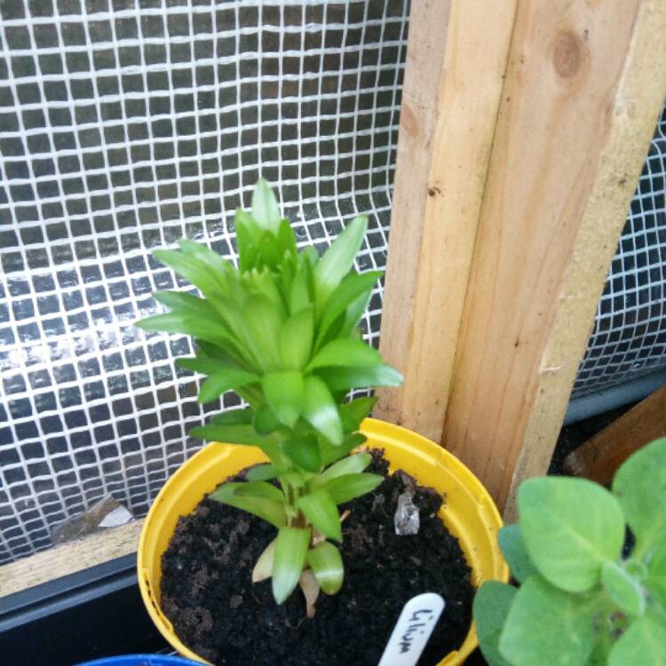 plant image 399866