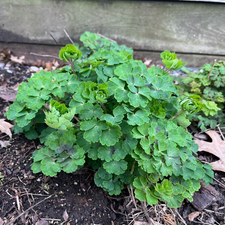 plant image 1575202