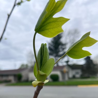 Liriodendron tulipifera