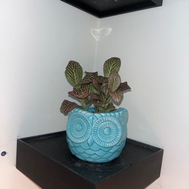 Fittonia argyroneura syn. Fittonia verschaffeltii