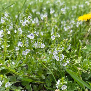 Veronica serpyllifolia