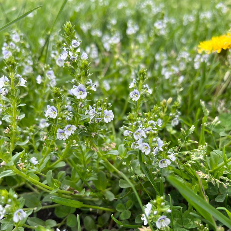 Plant image Veronica serpyllifolia