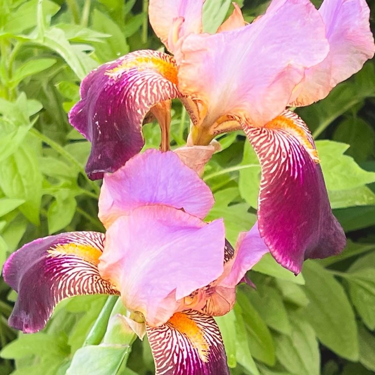 plant image 1591727