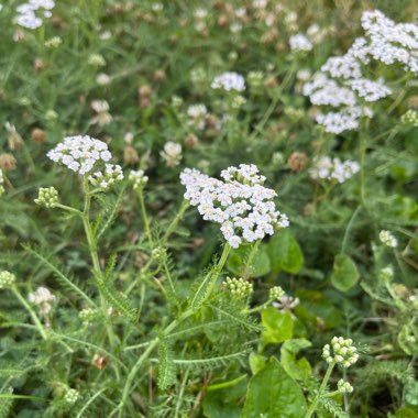 Achillea