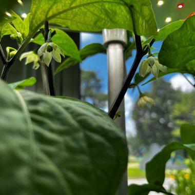 Capsicum Annuum 'Jalapeno'
