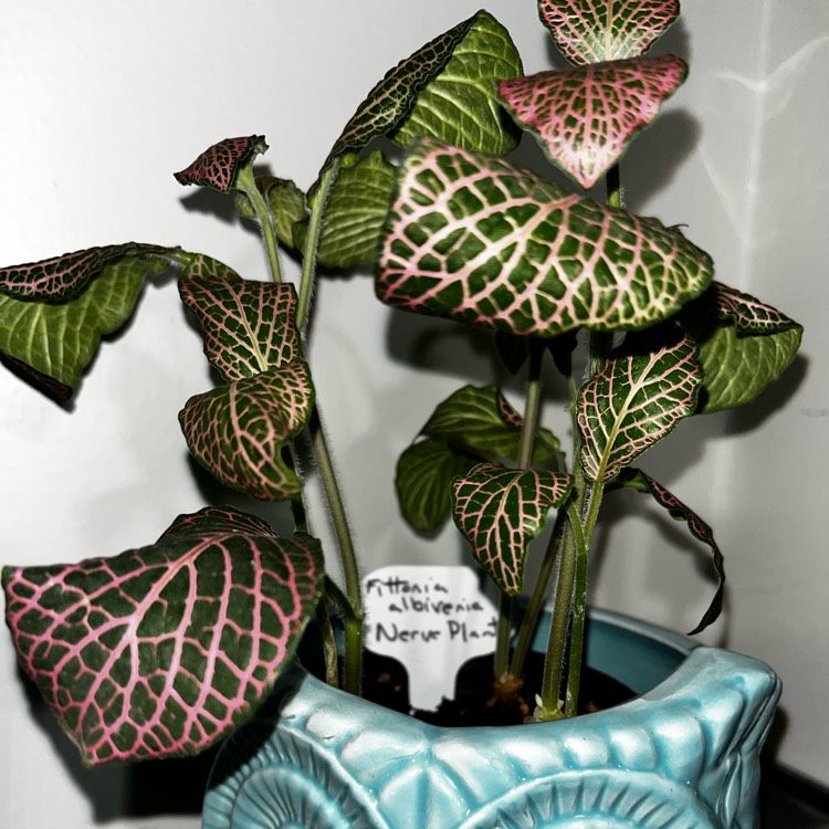 plant image 1638411 plant image 1638411