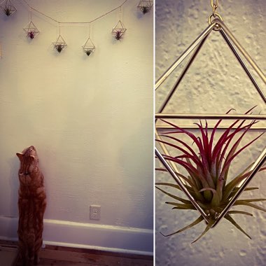 Tillandsia