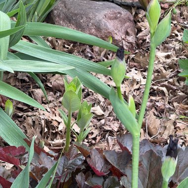 Common Milkweed