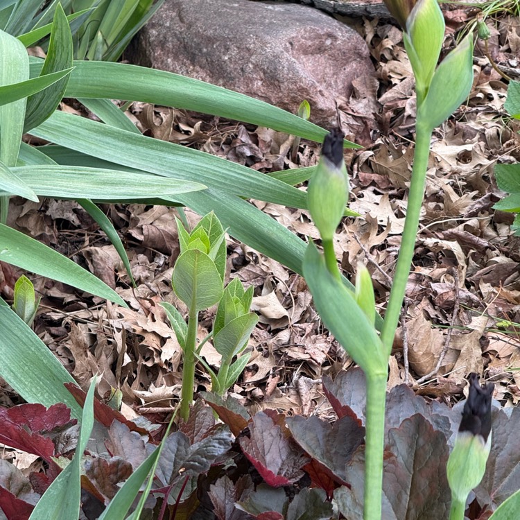 plant image 1733914