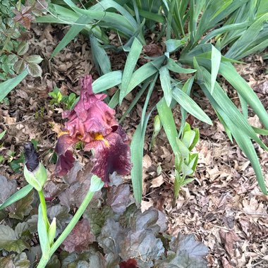 Reticulate Iris