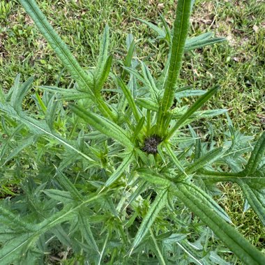 Spear Thistle