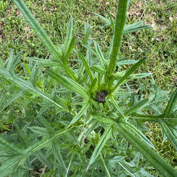 plant image 1734208