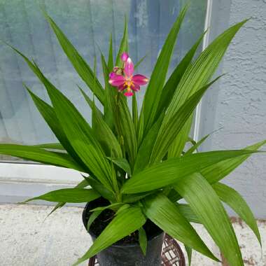 Bletilla striata