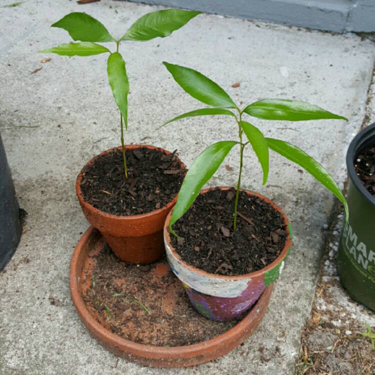 plant image 275582