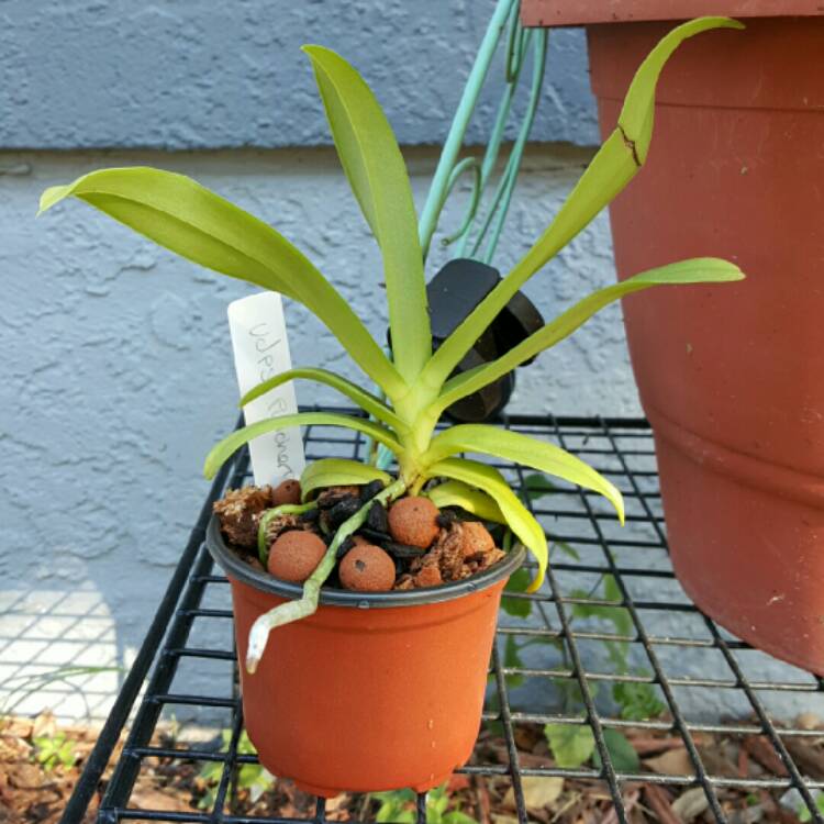 plant image 304389