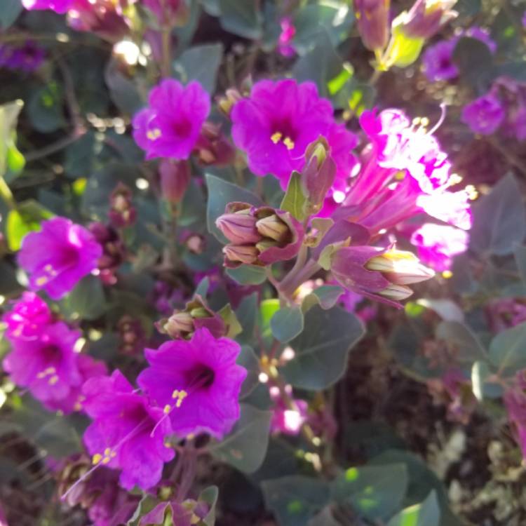 plant image 1289411