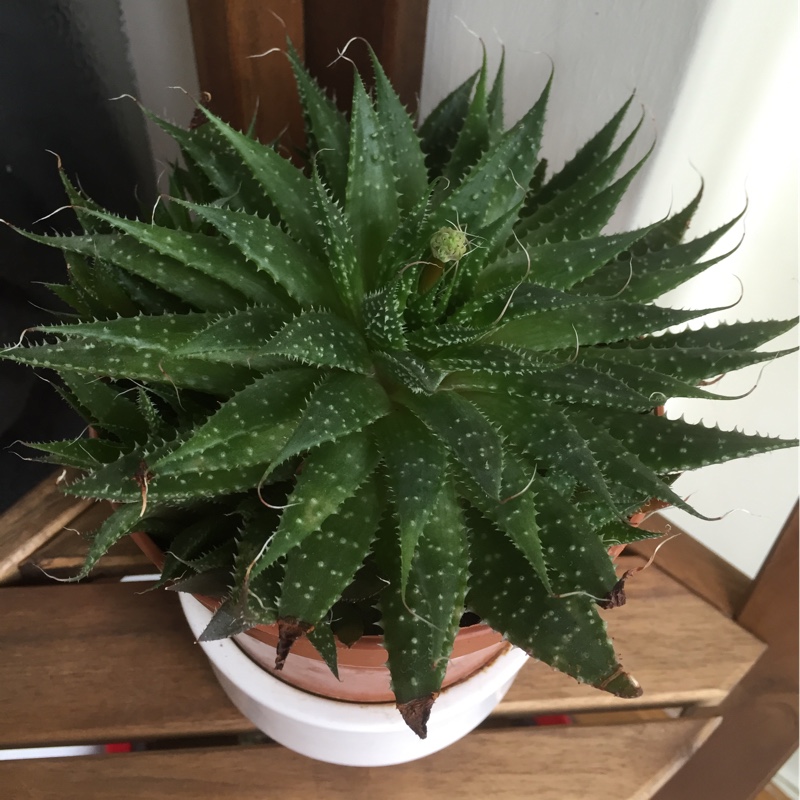 Aloe