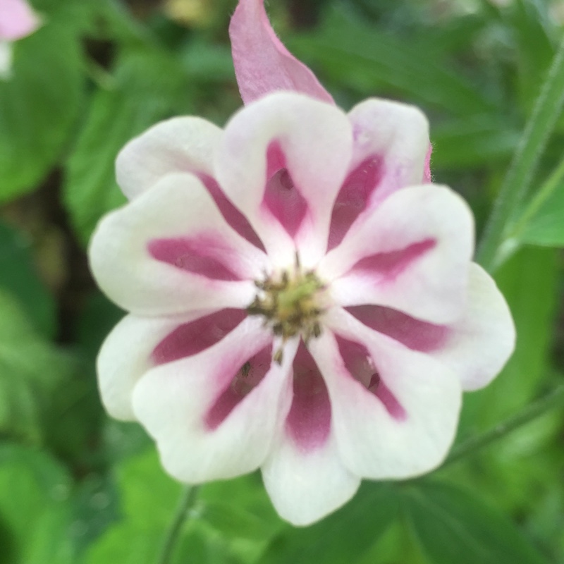plant image 102562