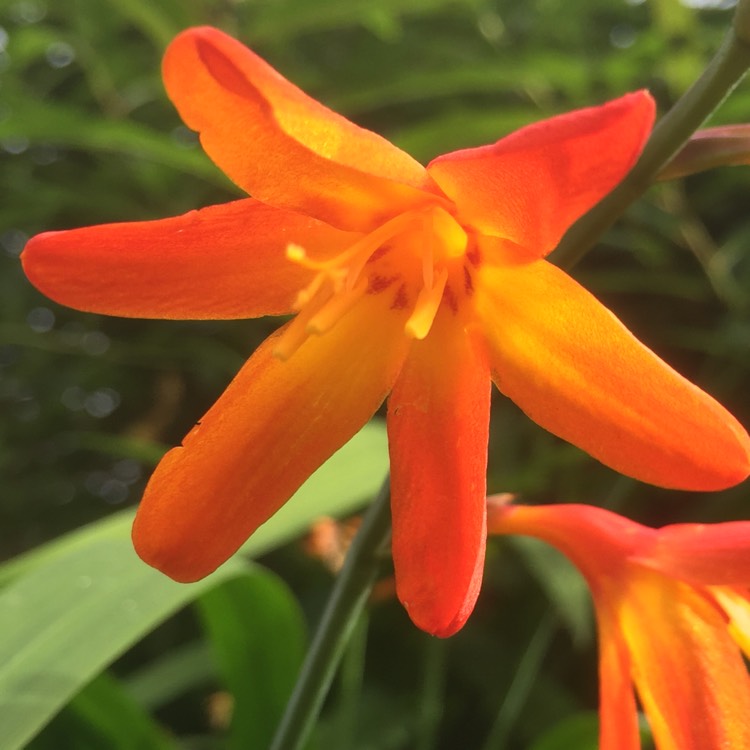 plant image 197203