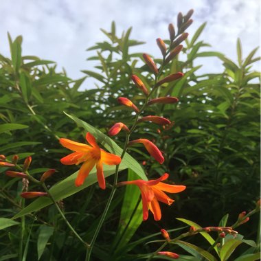Montbretia