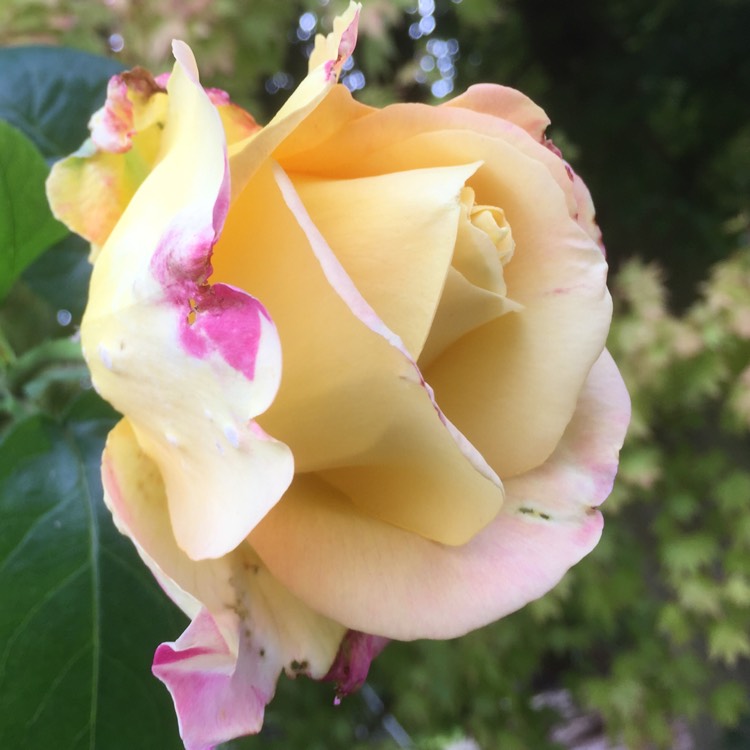 plant image 197211