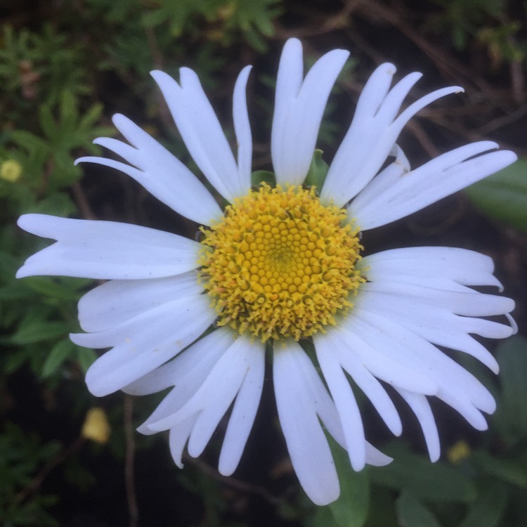 plant image 208205