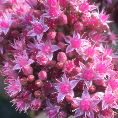 Sedum