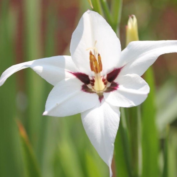 plant image 232652