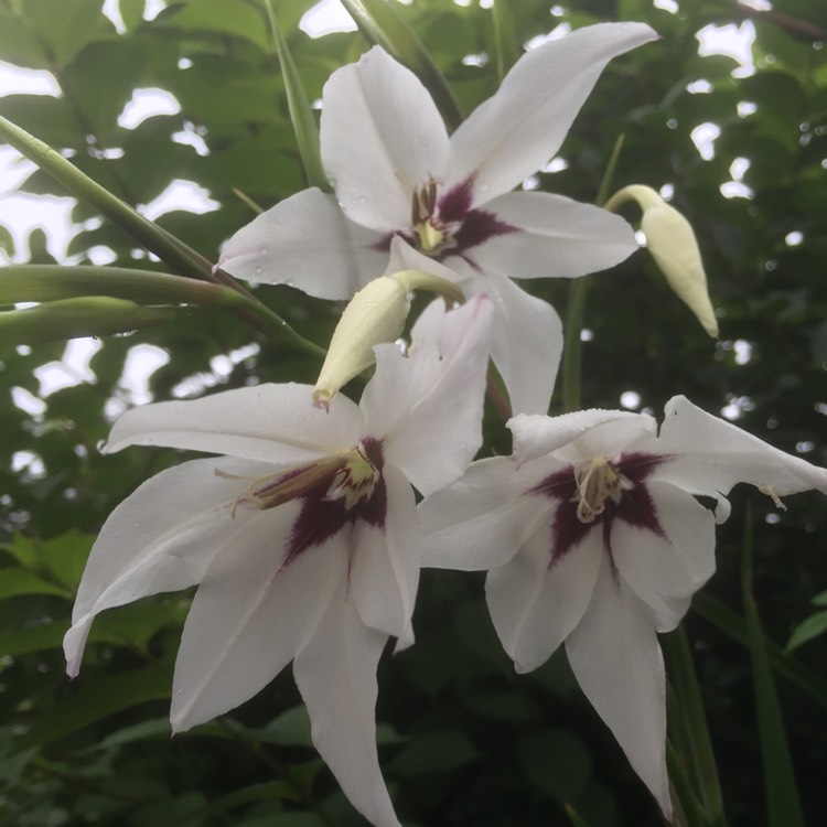 plant image 233837