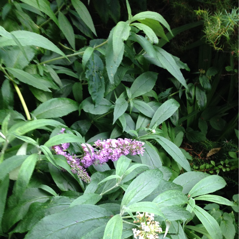 plant image 44401