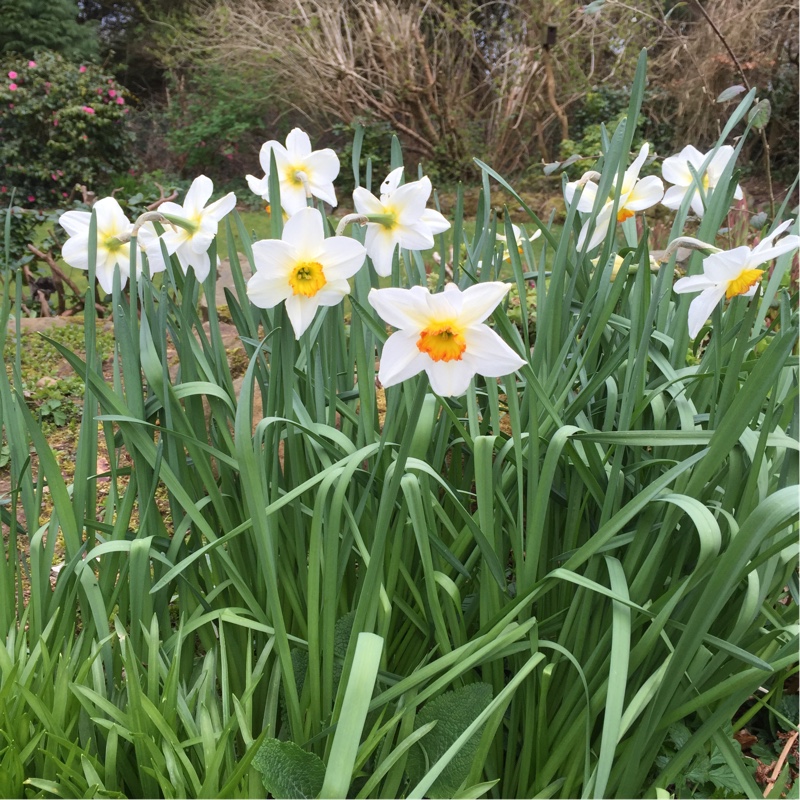 plant image 44745