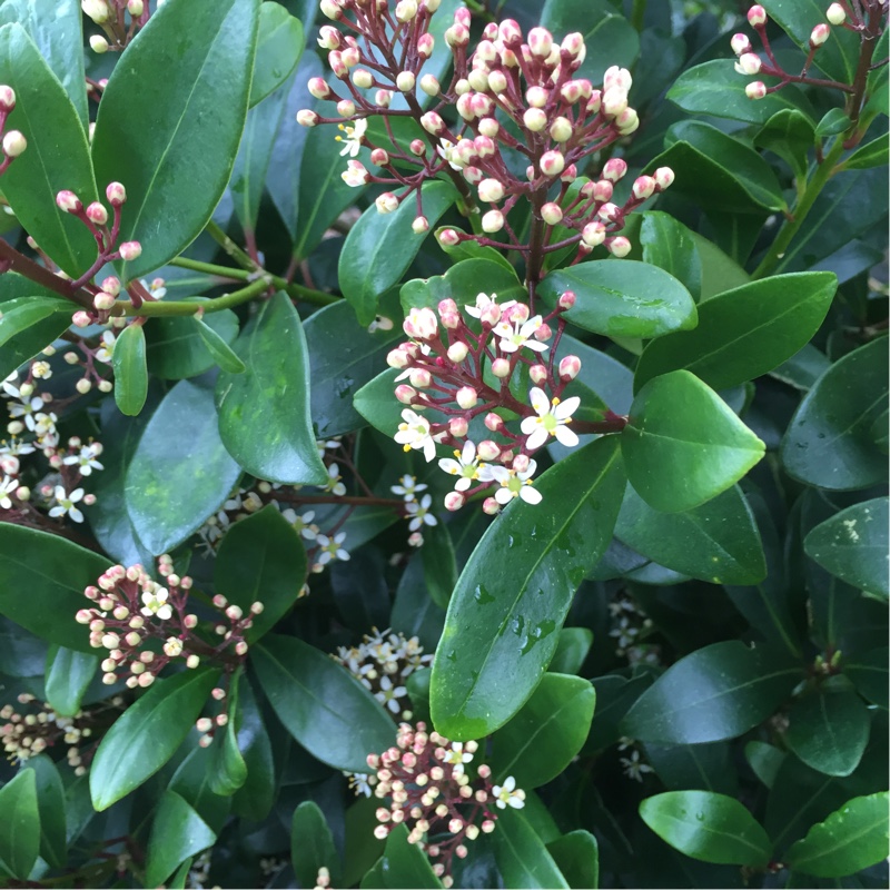 Plant image Skimmia japonica 'Finchy'