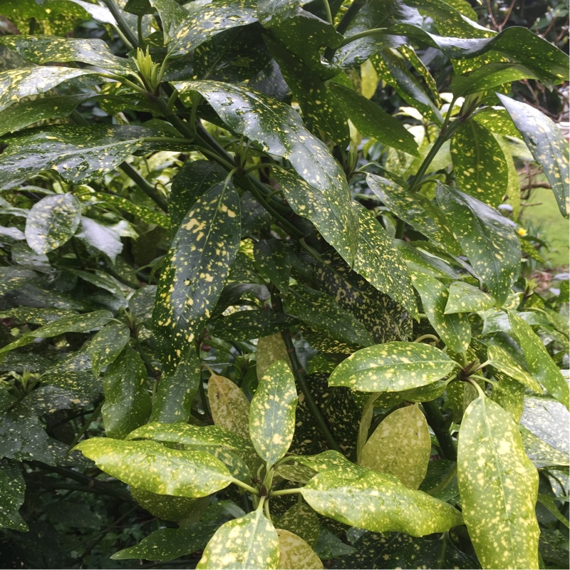 Plant image Aucuba japonica 'Golden King'