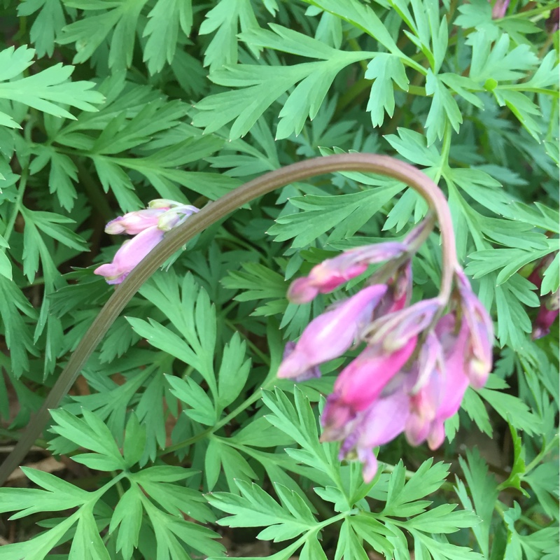 Dicentra formosa 'Cox's Dark Red'