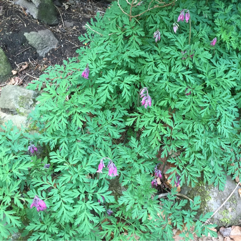 plant image 46225