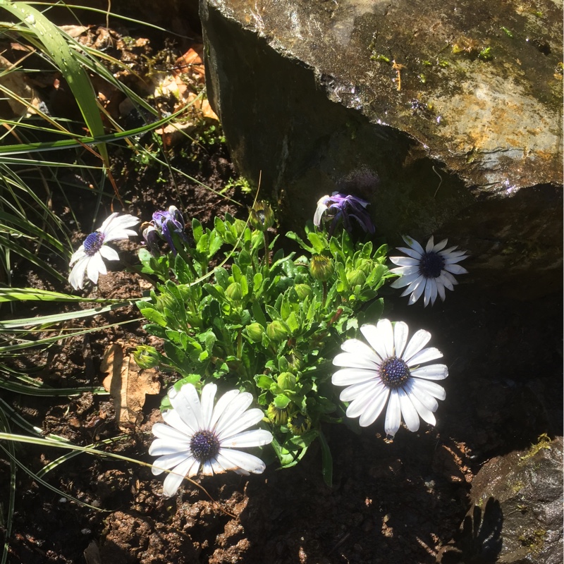 Plant image Osteospermum 'Star of the Veldt'