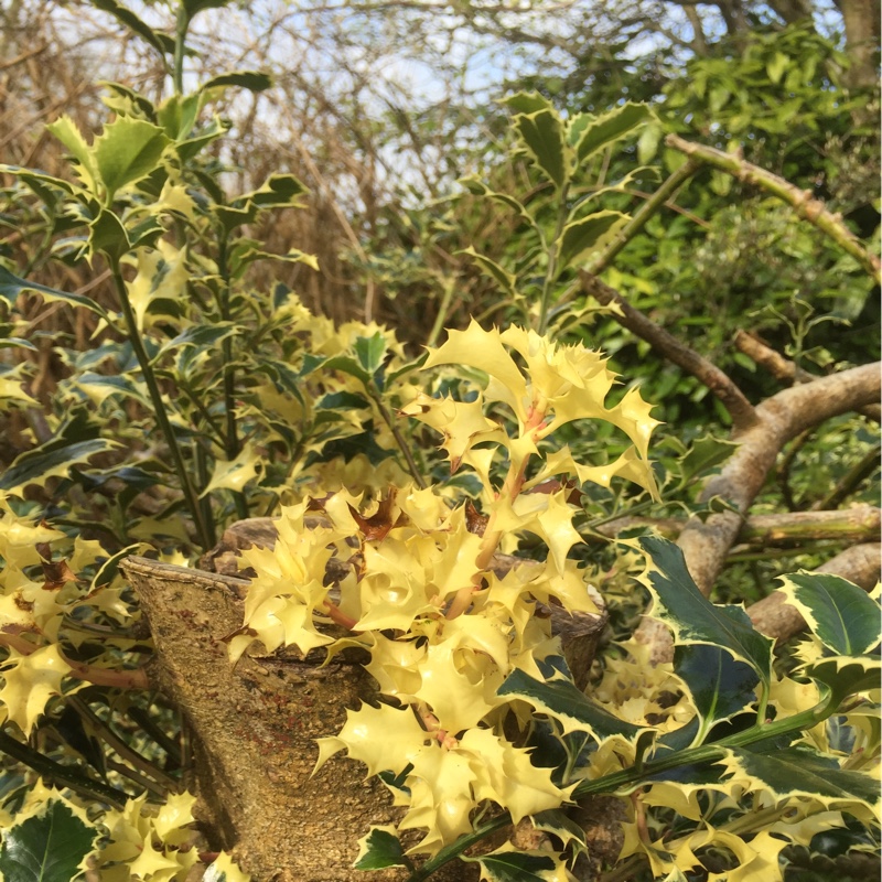plant image 49573