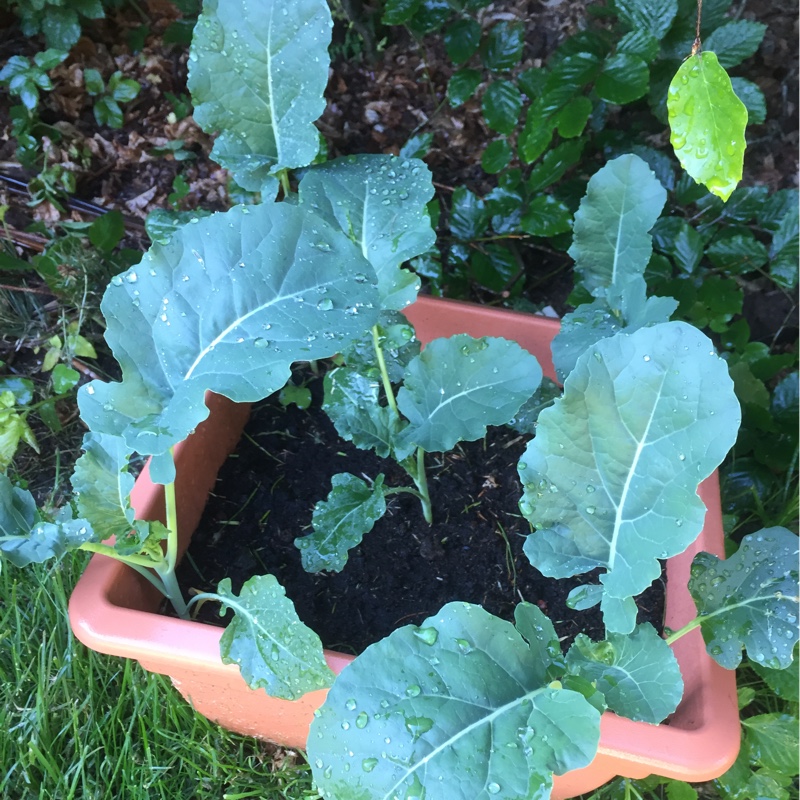 Plant image Brassica Oleracea var. Italica 'Autumn Spear'