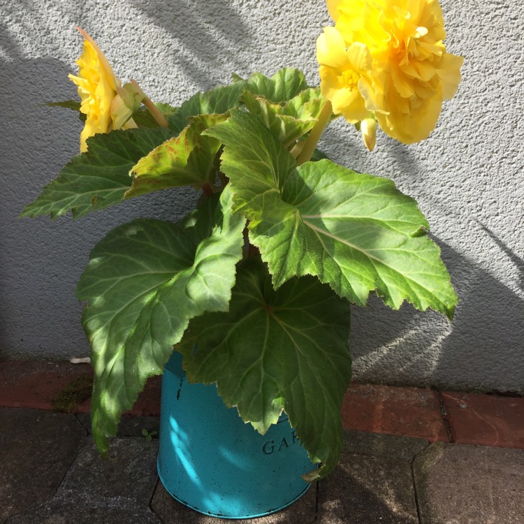 plant image 485021