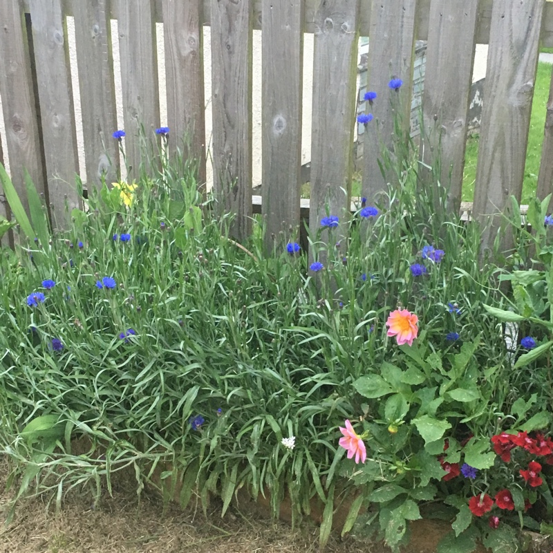 Nic's garden