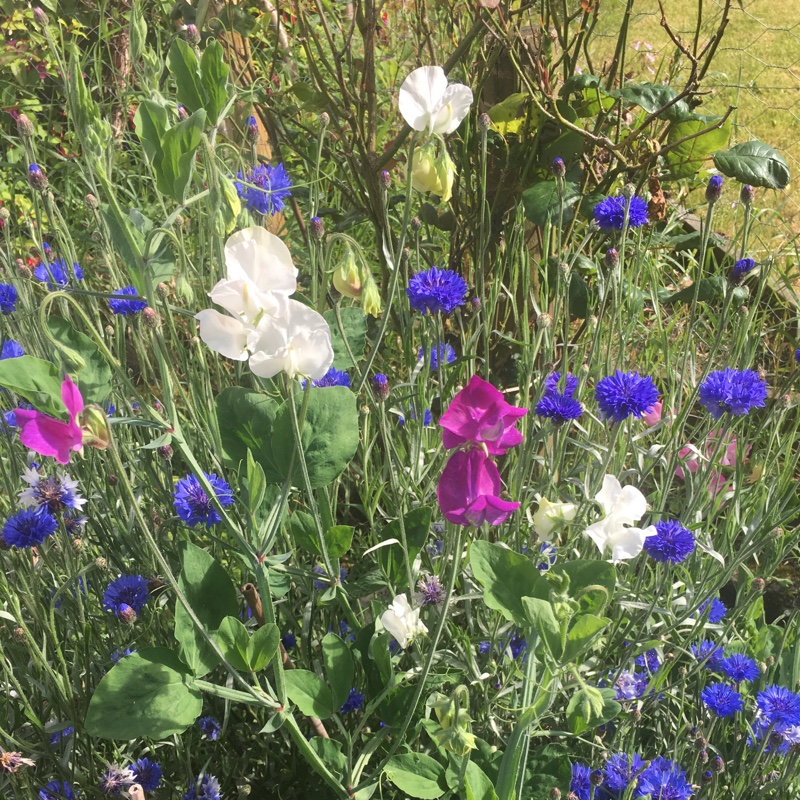 Nic's garden
