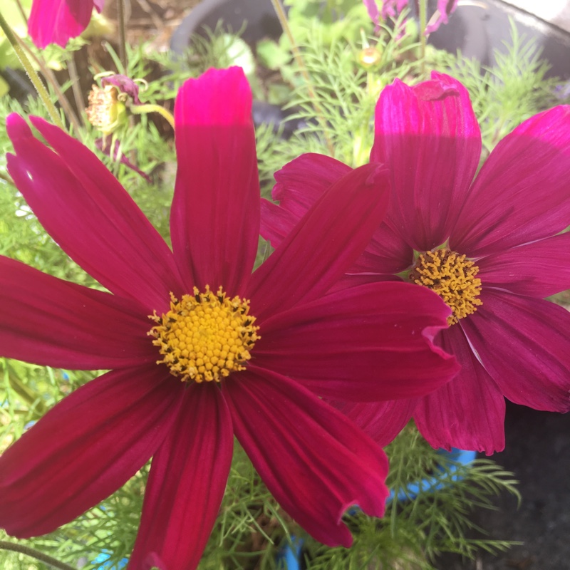 Cosmea