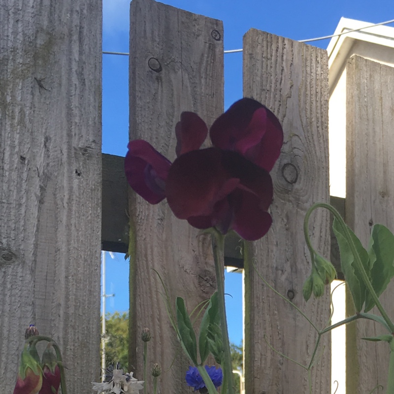 Plant image Lathyrus Odoratus 'Black Knight'
