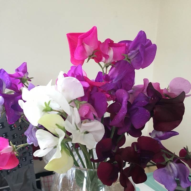 Sweet Pea