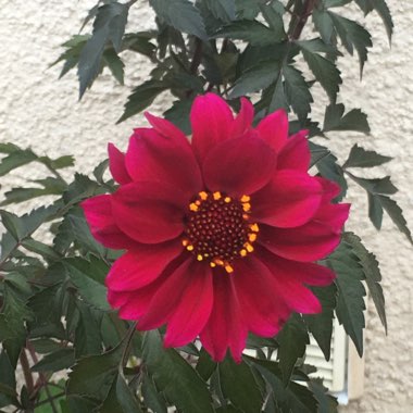 Dahlia