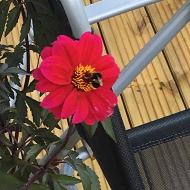 Nic's garden