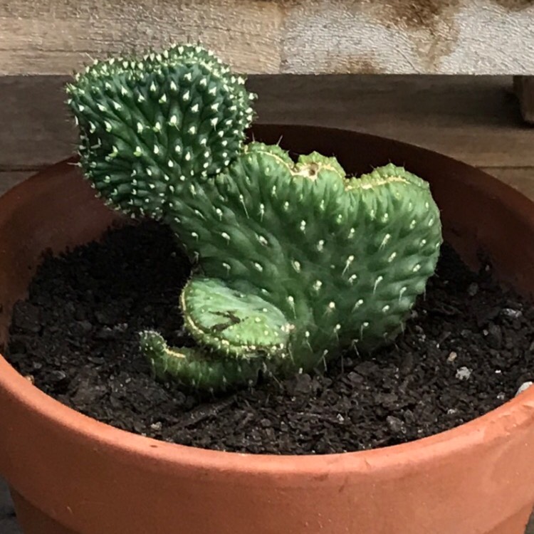 Plant image Cylindropuntia fulgida var. mamillata